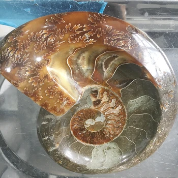 Velikih Velikosti! Naravni Ammonite Fosili Tobak Jar Mineralov Vzorec Kamna Maroko Ocean Živali Polž Conch Pepelnik Za Kadilce