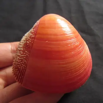 4-5 cm Naravnih Biserno Vijak Conch Školjk, Koral Zbirateljske Mediterranean Sea Aquarium Okraski Polž